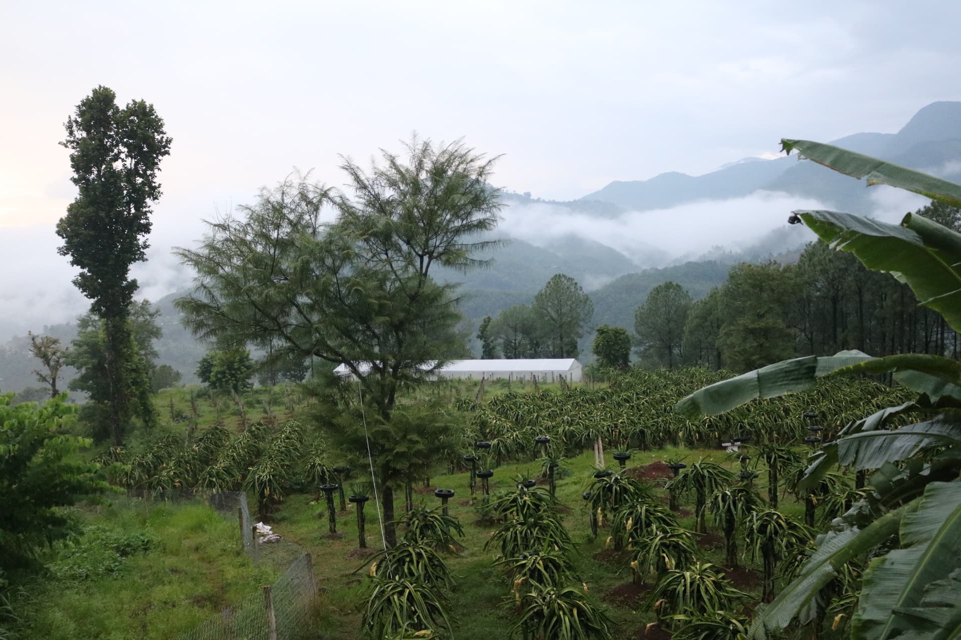 Dragon Fruit Farm
